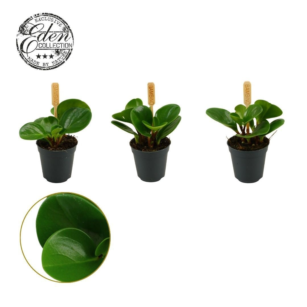 Peperomia obtusifolia Green 10cm 505cm Pot