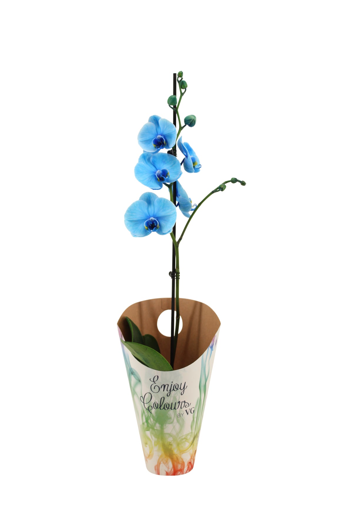 Phalaenopsis I Am Blue 55cm 12cm Pot