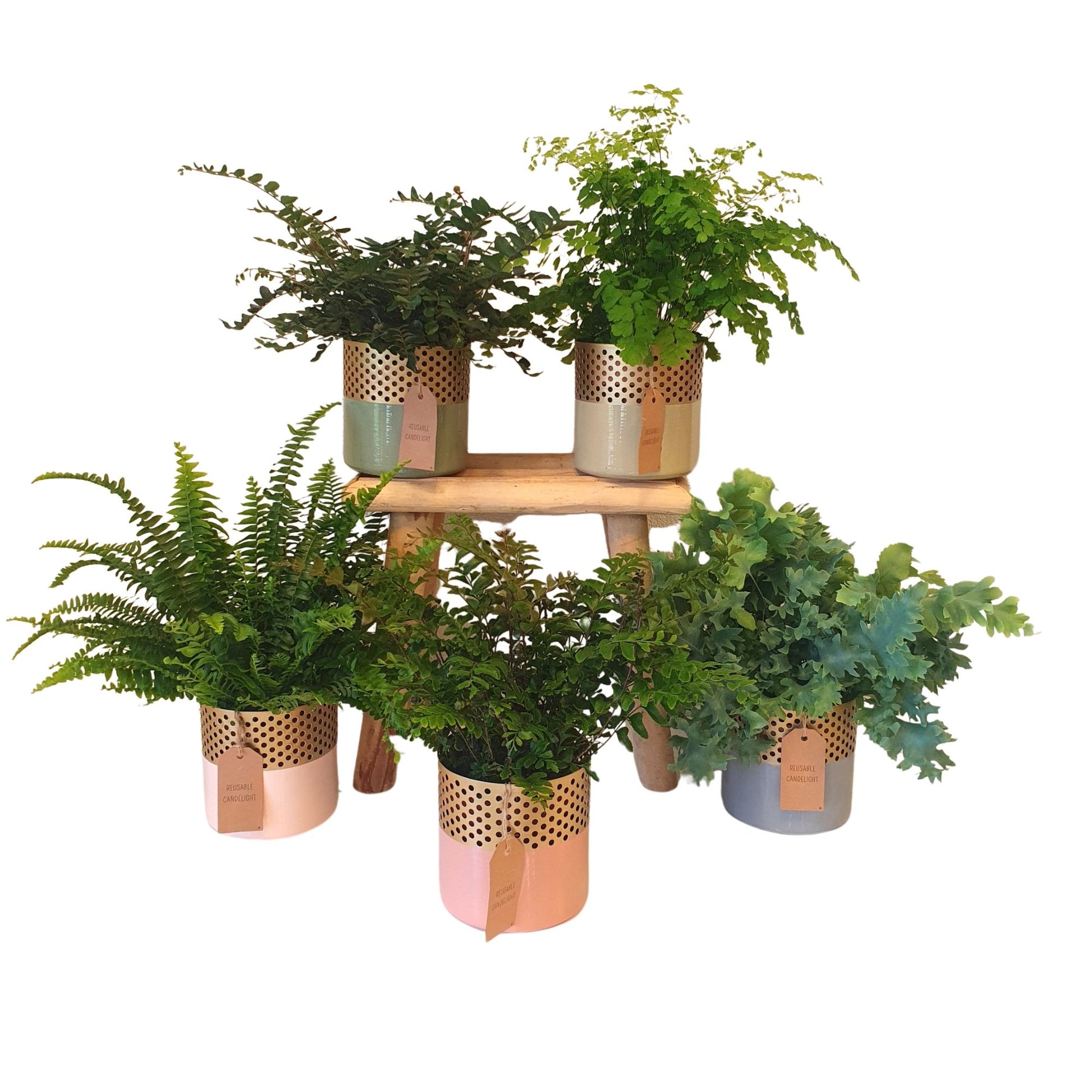 Ferns mix 35cm 12cm Pot