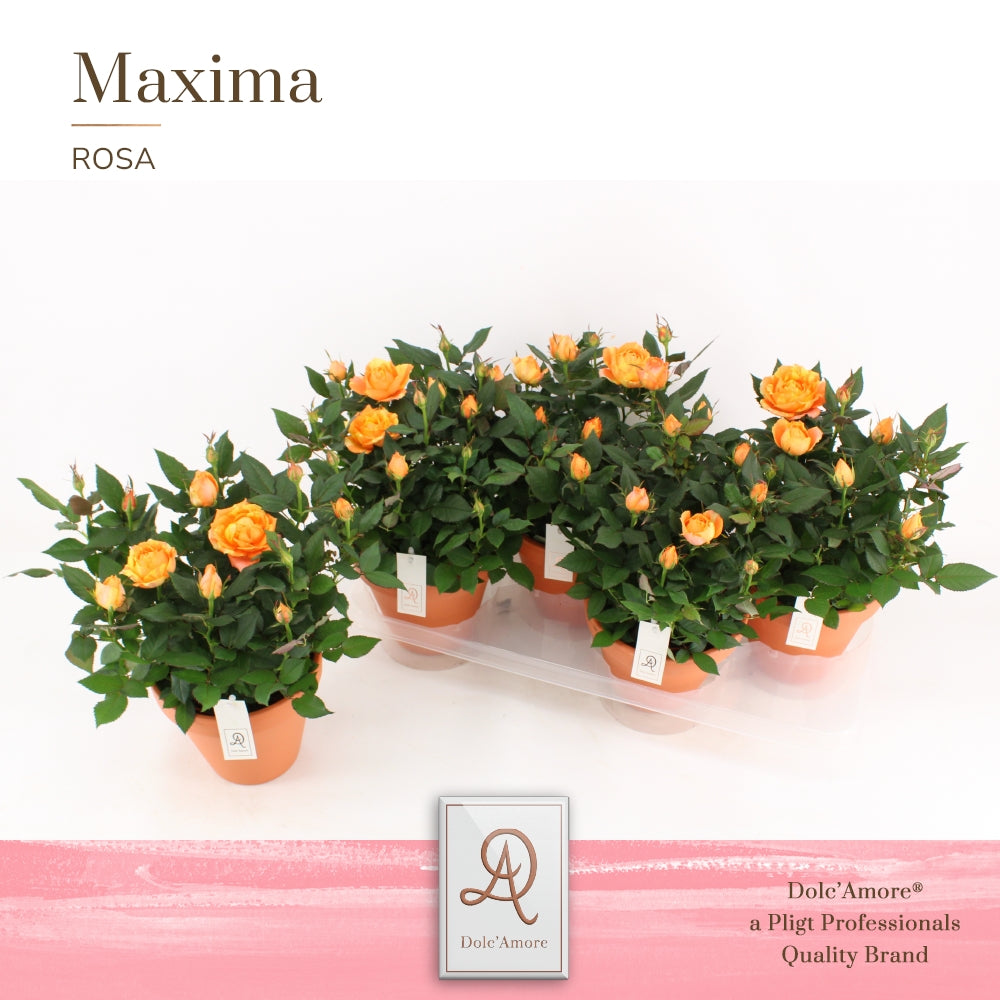 Pligt Professionals BV Rosa Kordana Grande Maracuja Pack of 4