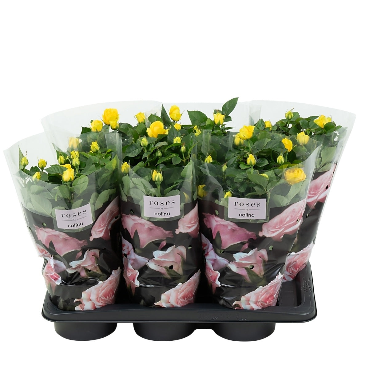 Nolina Kwekerijen Rosa Palace yellow Pack of 6