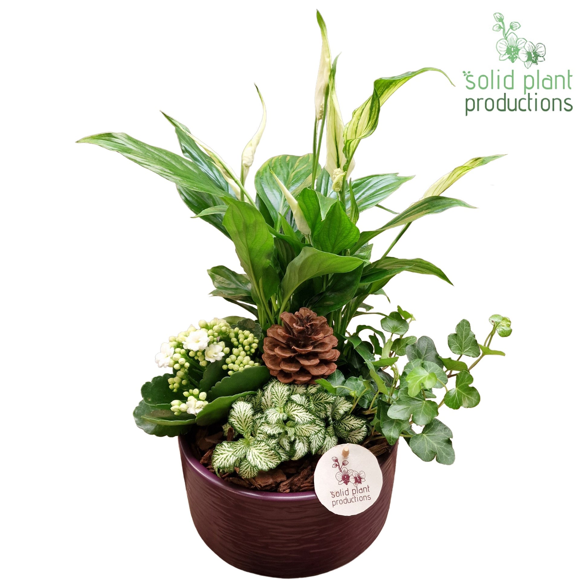 SP003 Loes Purple 38cm 18cm Pot