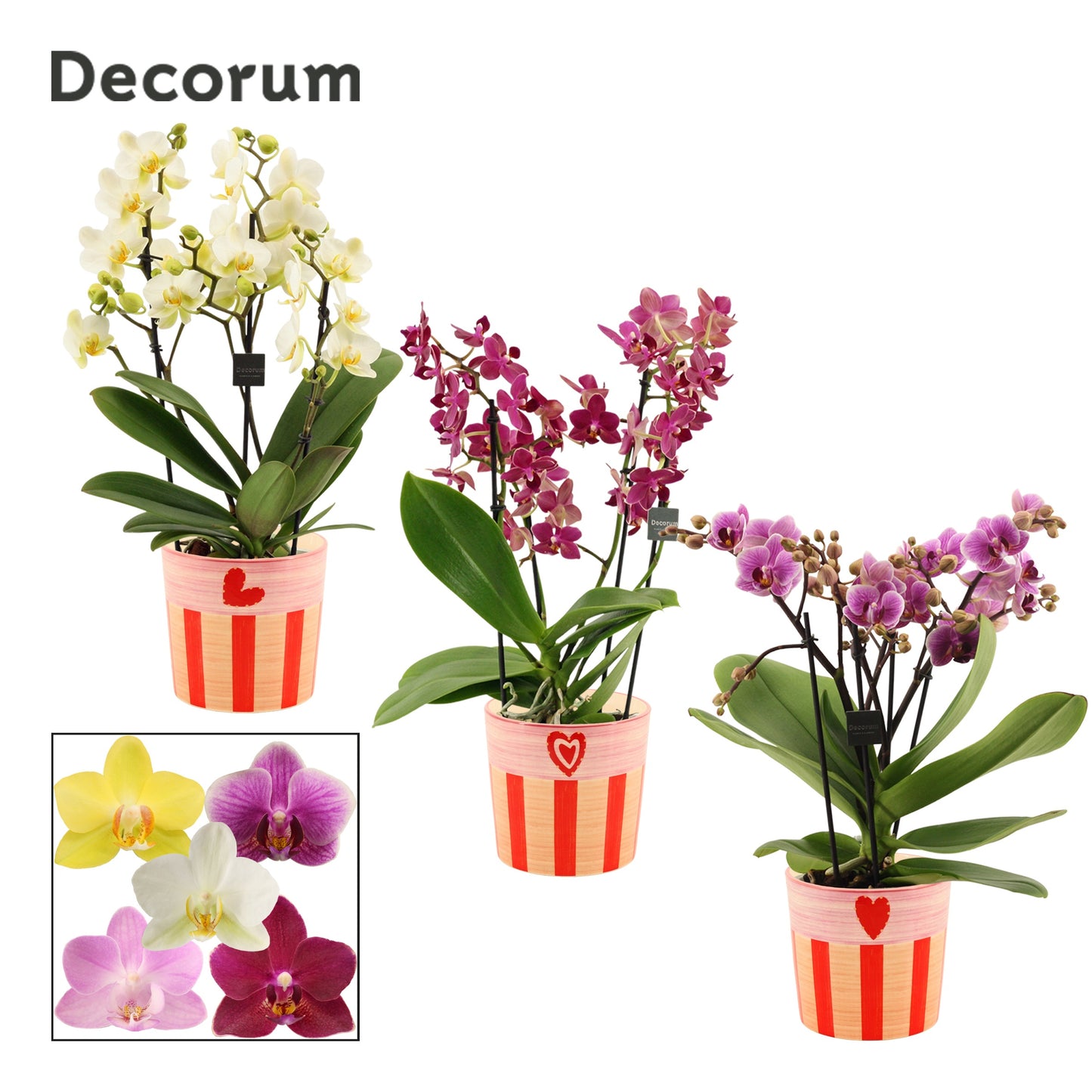 Phalaenopsis mix 35cm 12cm Pot