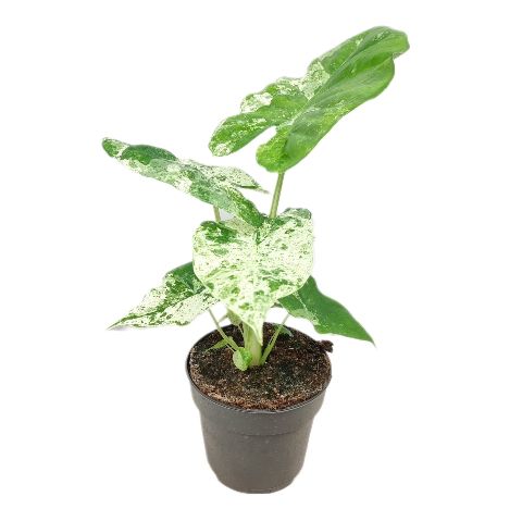 Ichtus Plants Alocasia amazonica Pack of 4