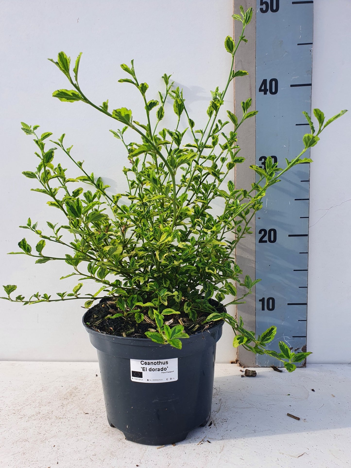 Ceanothus mix 35cm 17cm Pot