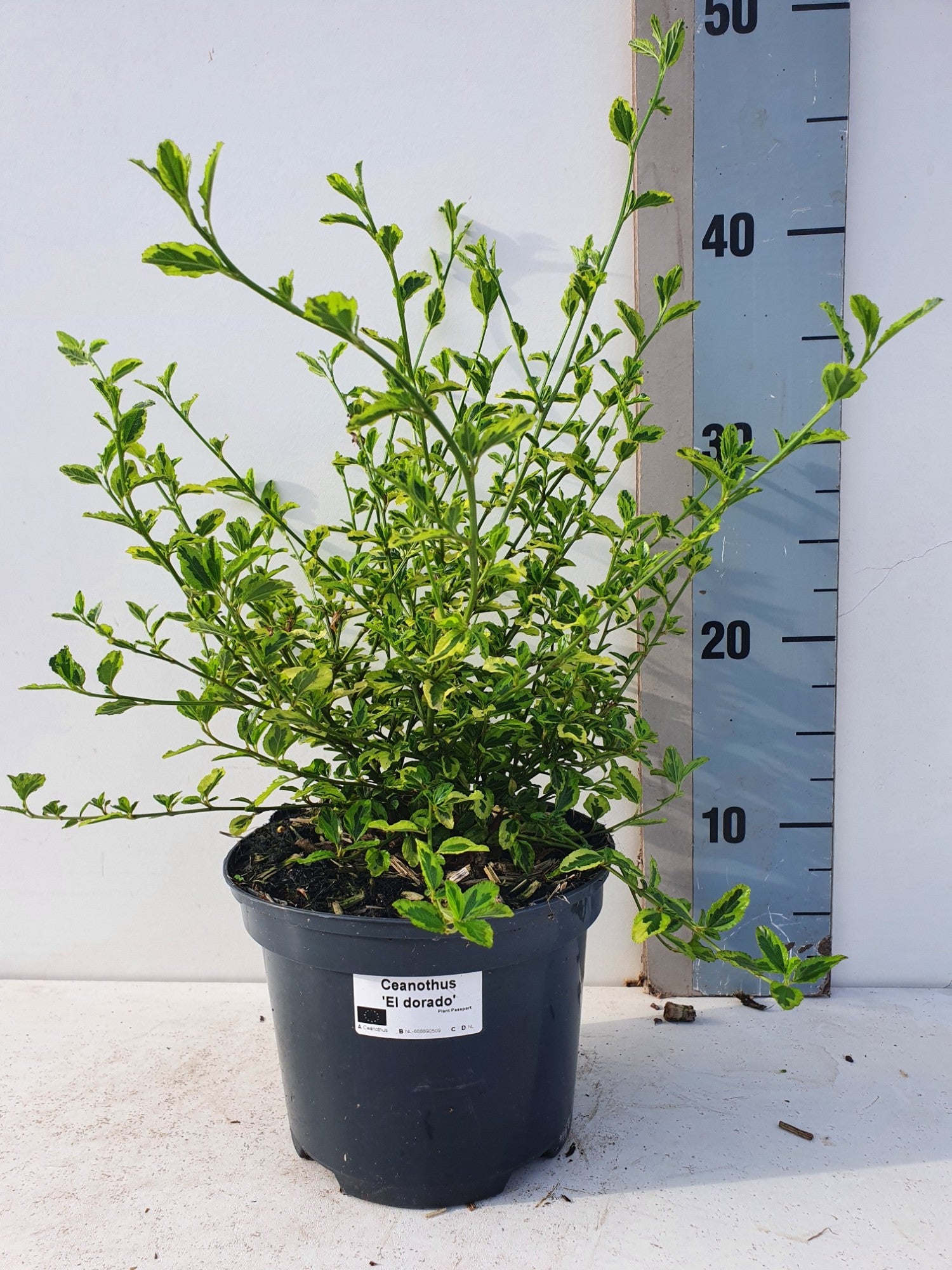 Ceanothus mix 35cm 17cm Pot