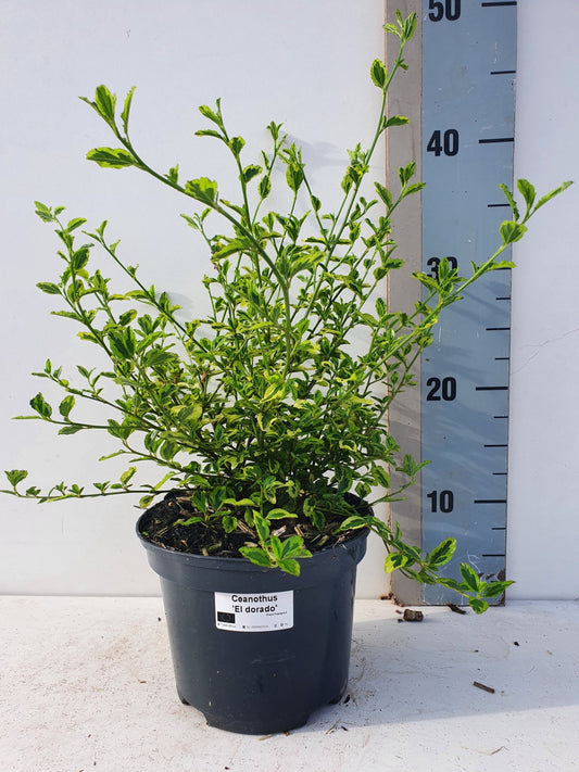 Ceanothus mix 35cm 17cm Pot