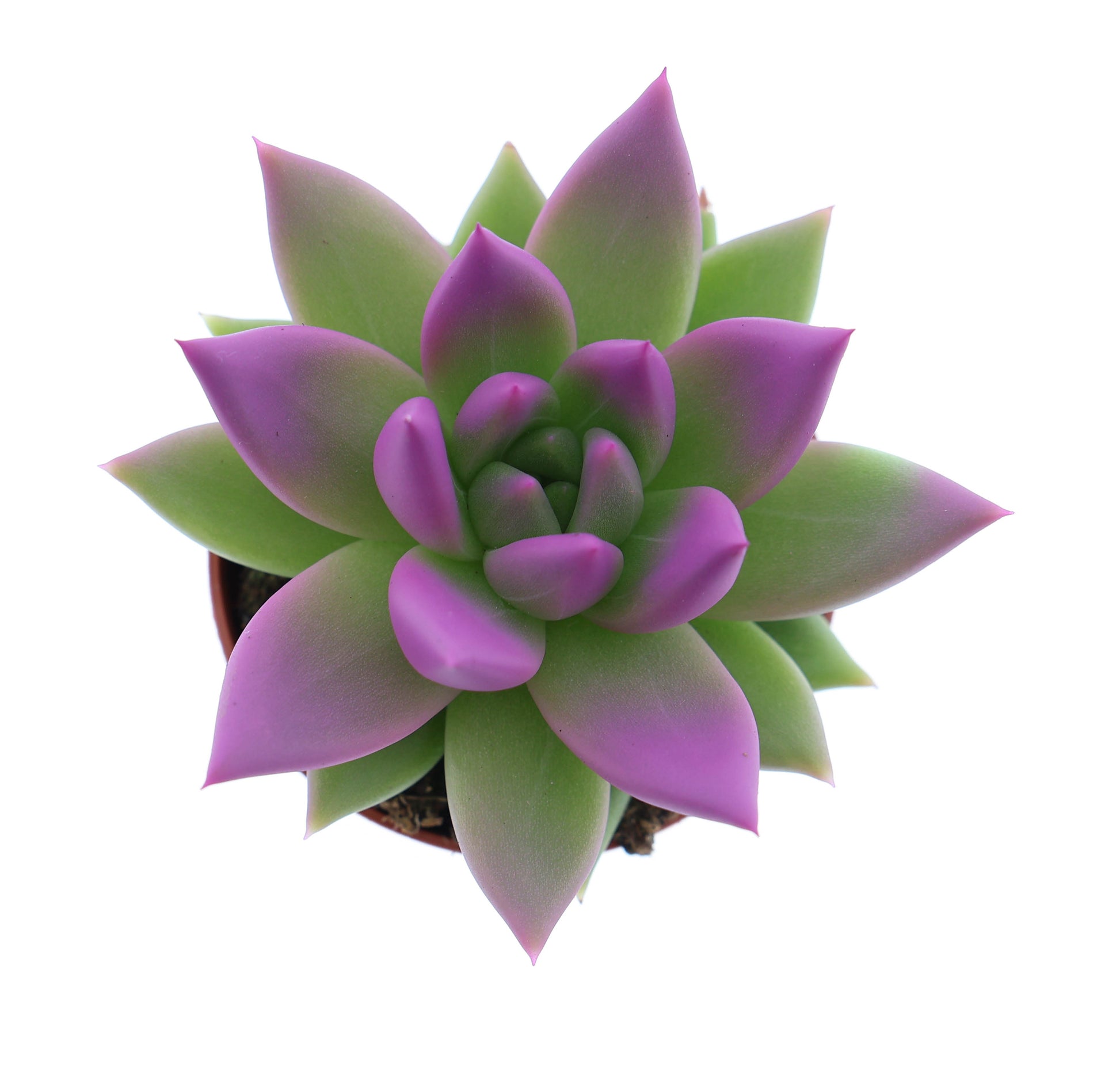 Miranda tips fuchsia 8cm 5.5cm Pot