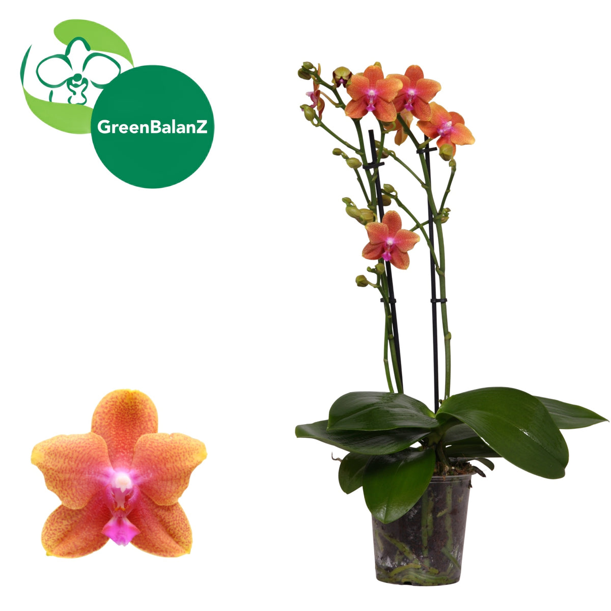Phalaenopsis mf. Bolgheri 50cm 12cm Pot