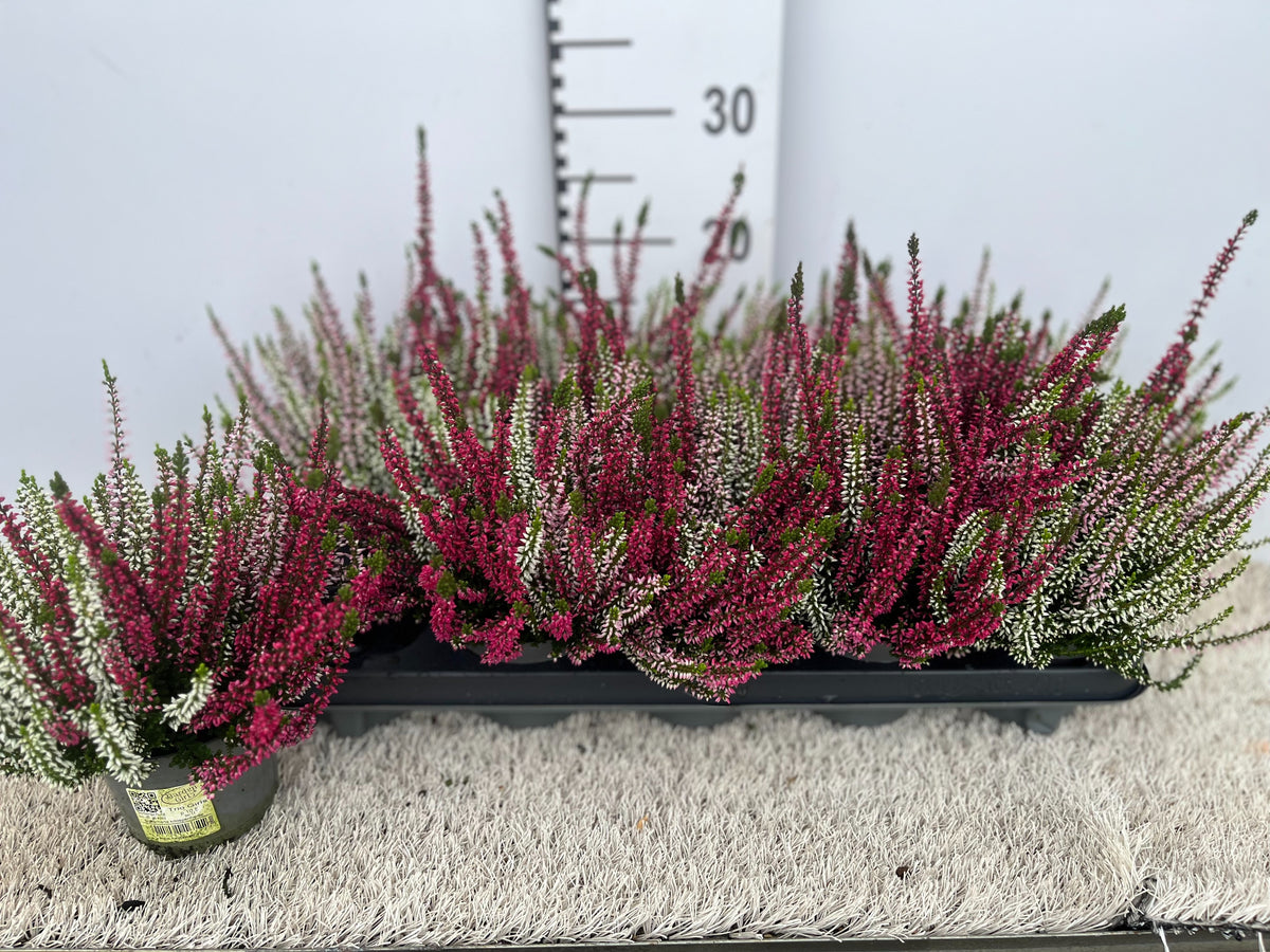 Calluna Garden Girls mix 16cm 11cm Pot