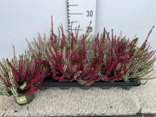 Calluna Garden Girls mix 16cm 11cm Pot