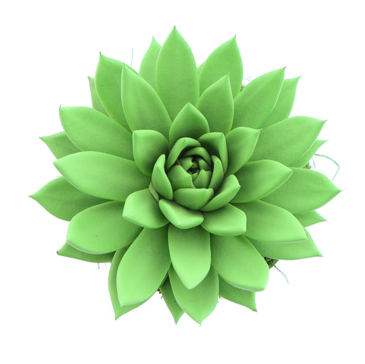 Euro Cactus Holland Bv Rainbow bright green Pack of 6