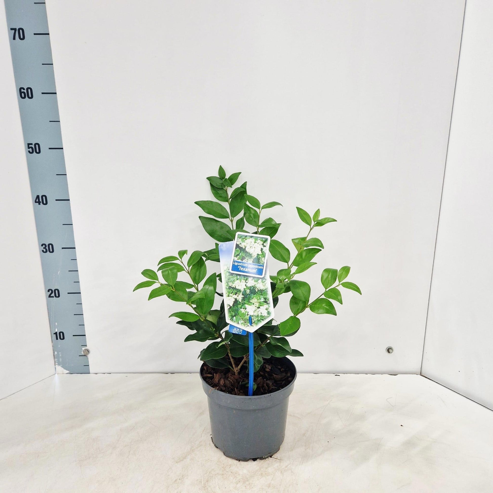 Ligustrum Texanum 45cm 17cm Pot