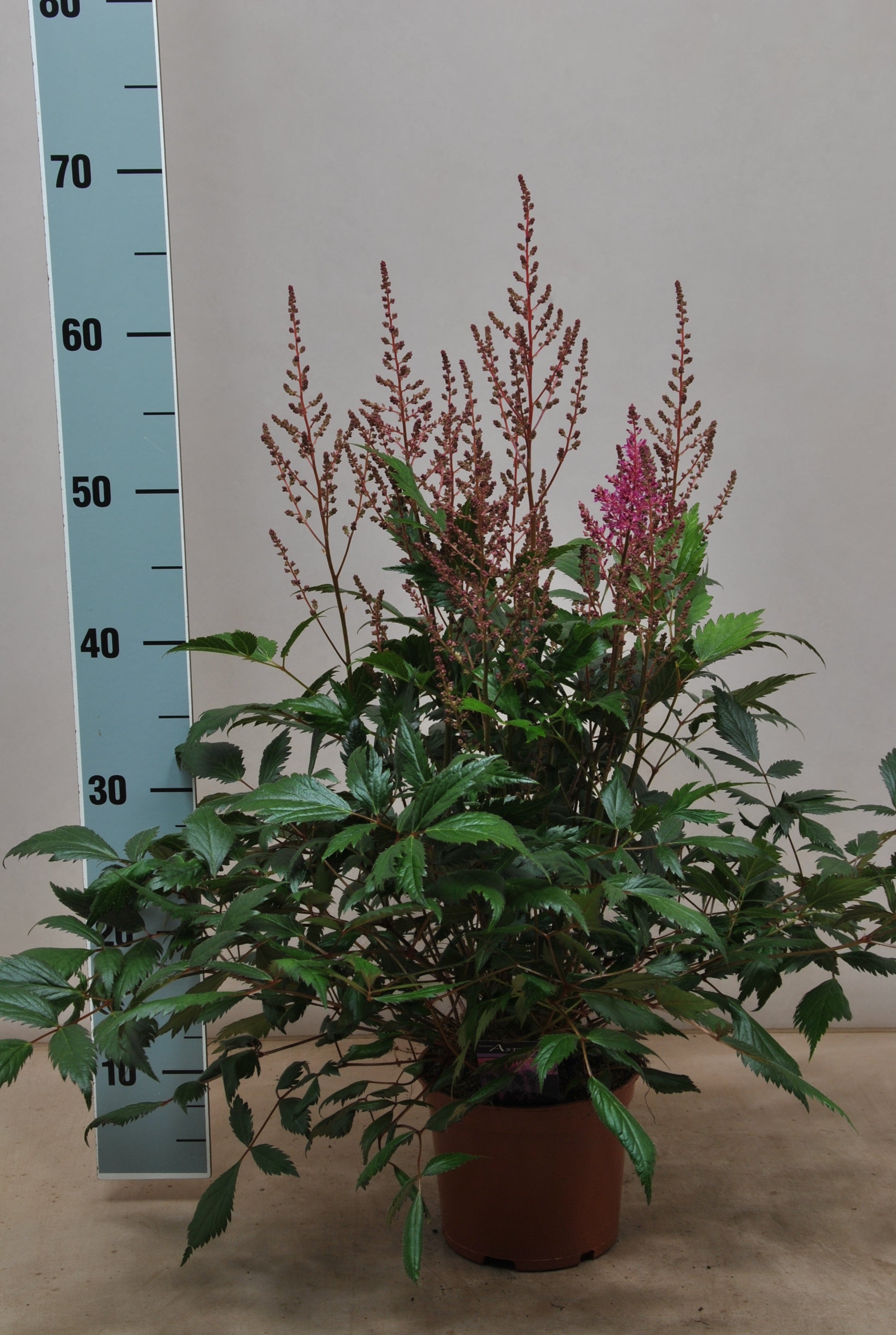 Astilbe jap. Mainz 55cm 15cm Pot