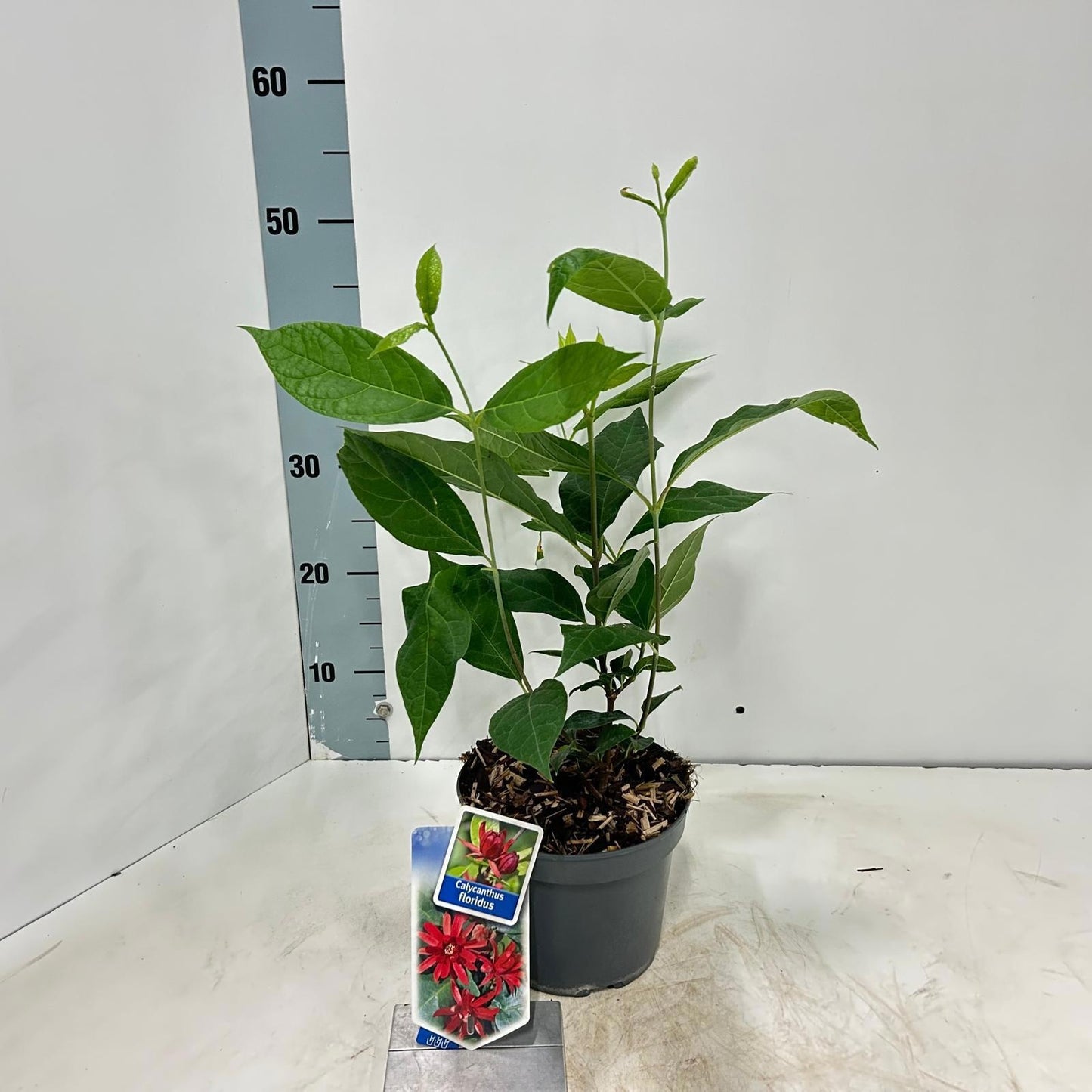 Calycanthus fertilis 45cm 17cm Pot