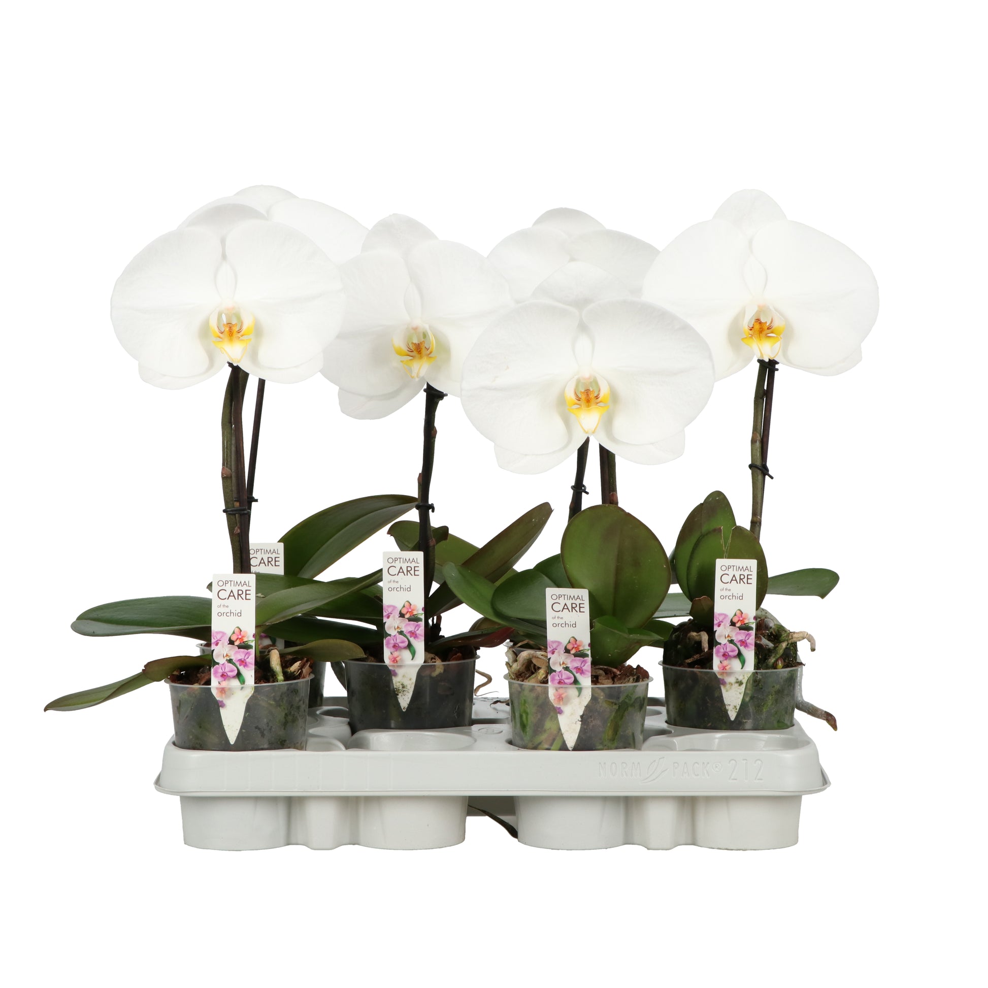 Phalaenopsis white 35cm 9cm Pot