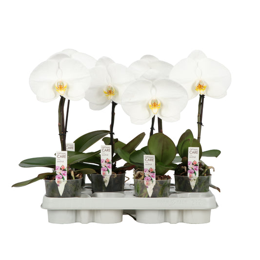 Phalaenopsis white 35cm 9cm Pot