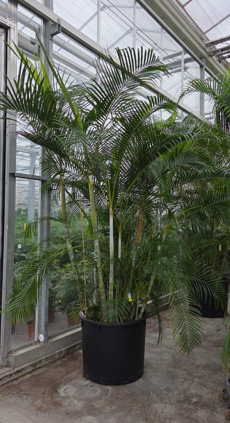 Dypsis lutescens 375cm 80cm Pot