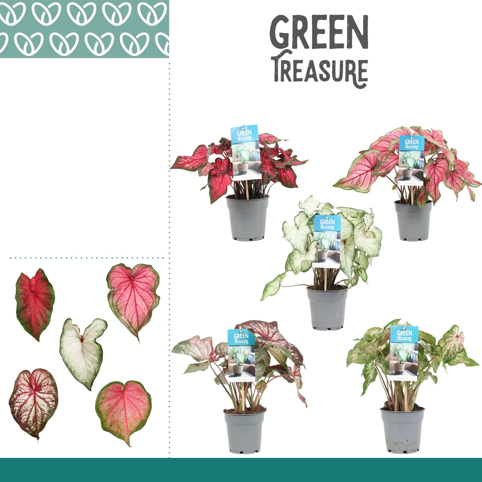 Vreugdenhil Bulbs & Plants Caladium mix Pack of 10
