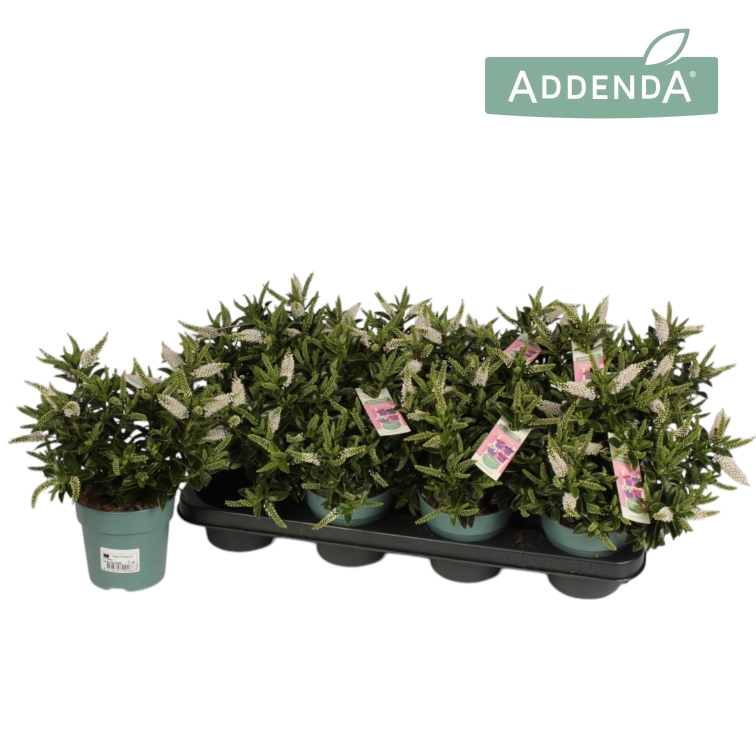 Hebe Hebepetita White 28cm 12cm Pot