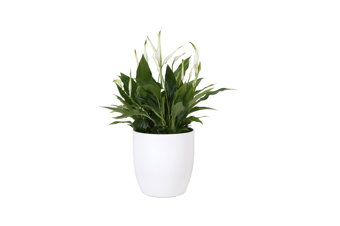 KP Holland Centraal Spathiphyllum Pearl Cupido Pack of 3