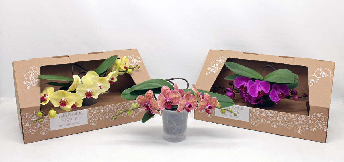 Phalaenopsis mix 35cm 12cm Pot