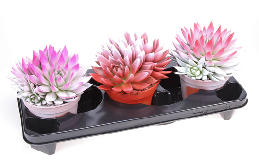 2 Colors love mix 18cm 15cm Pot