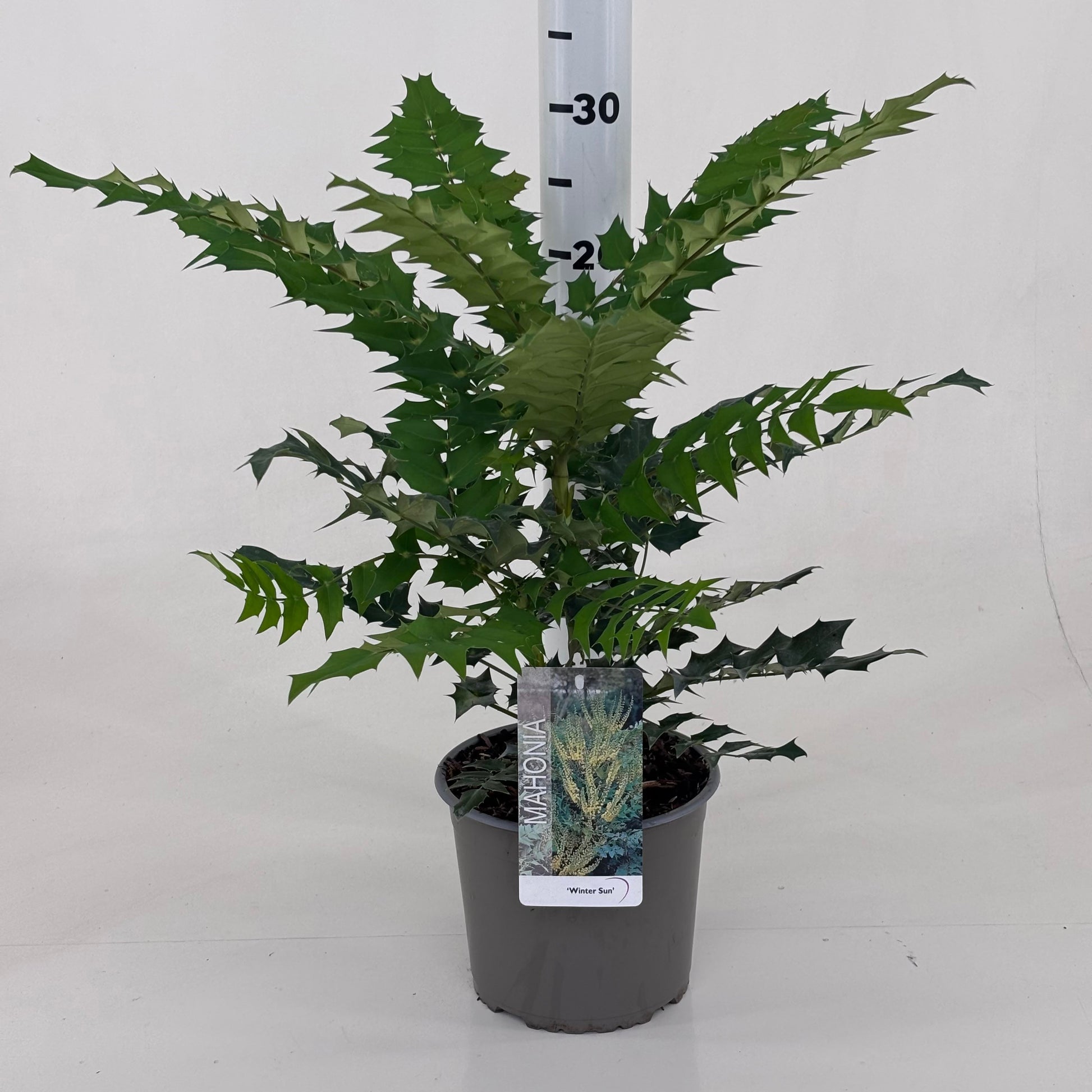 Mahonia med. Winter Sun 30cm 19cm Pot