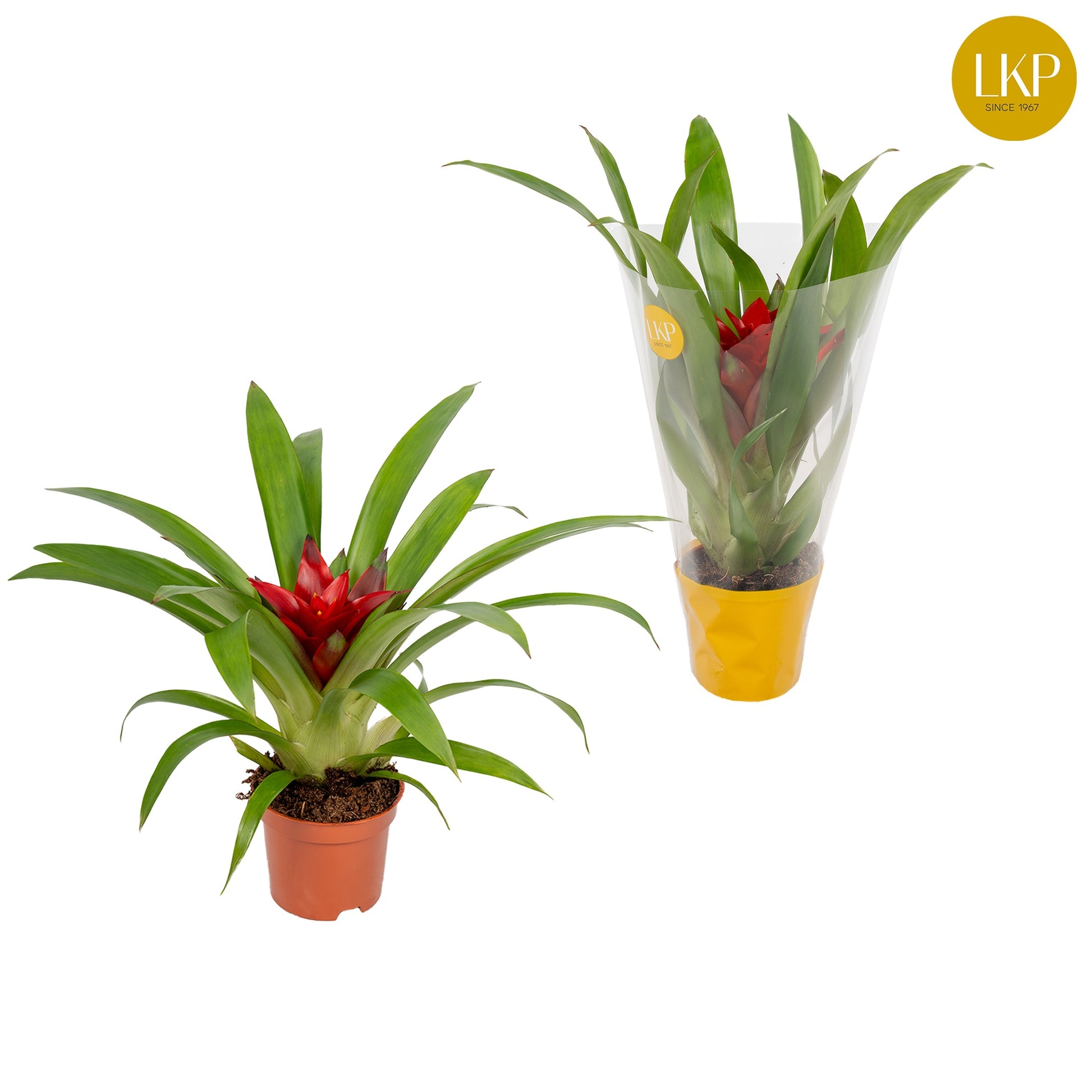 LKP plants Guzmania Blitz Pack of 11