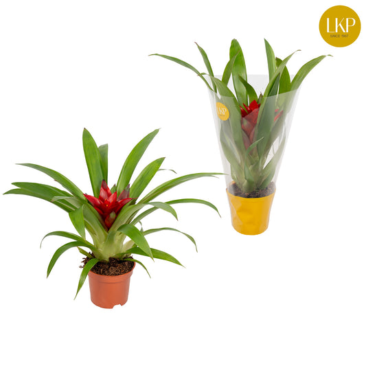 LKP plants Guzmania Blitz Pack of 11