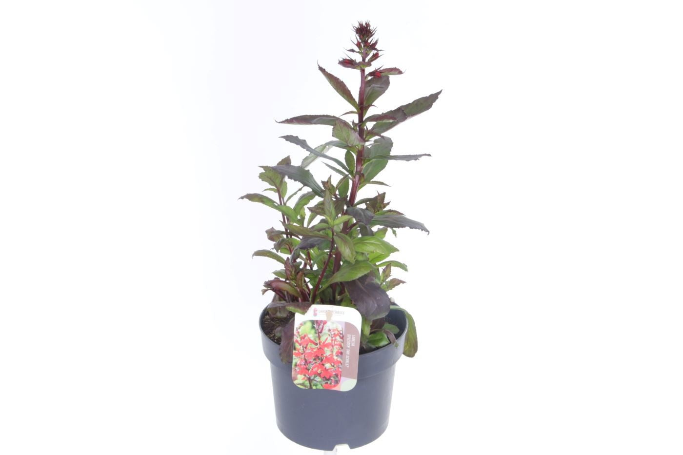 Lobelia spec. Fan Scarlet 45cm 17cm Pot