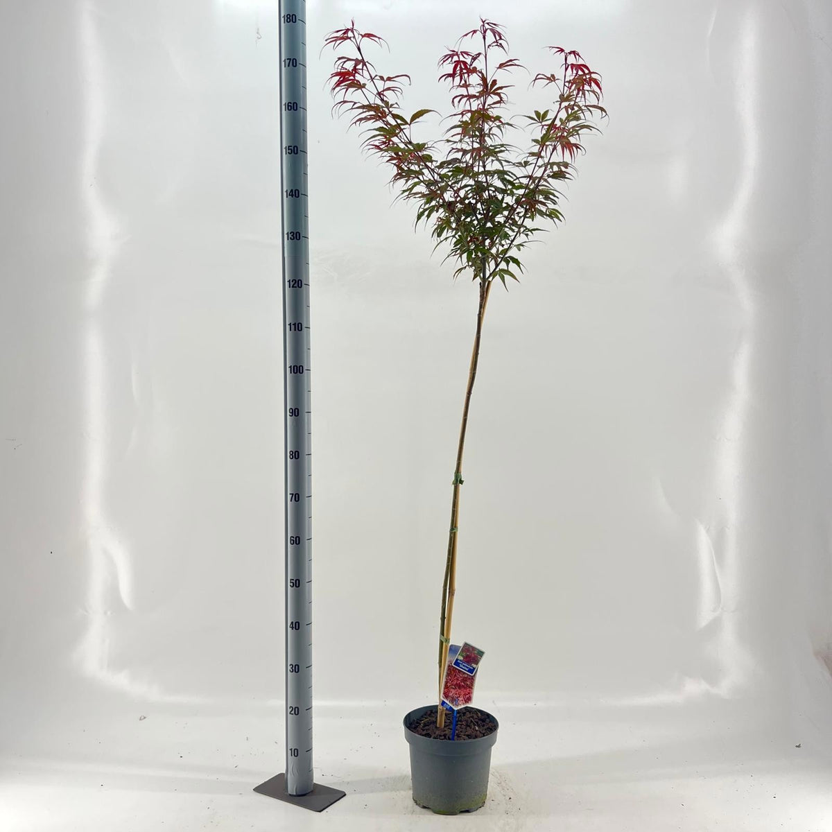 Acer Shaina 160cm 23cm Pot