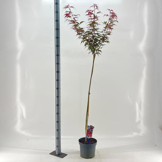 Acer Shaina 160cm 23cm Pot