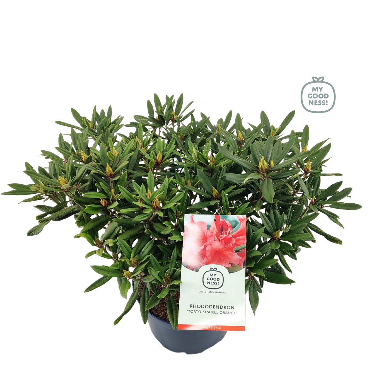 Rhododendron hippophaeoides 110cm 38cm Pot