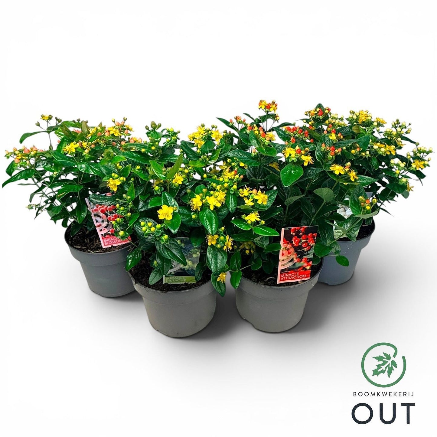 Hypericum Miracle mix 50cm 23cm Pot