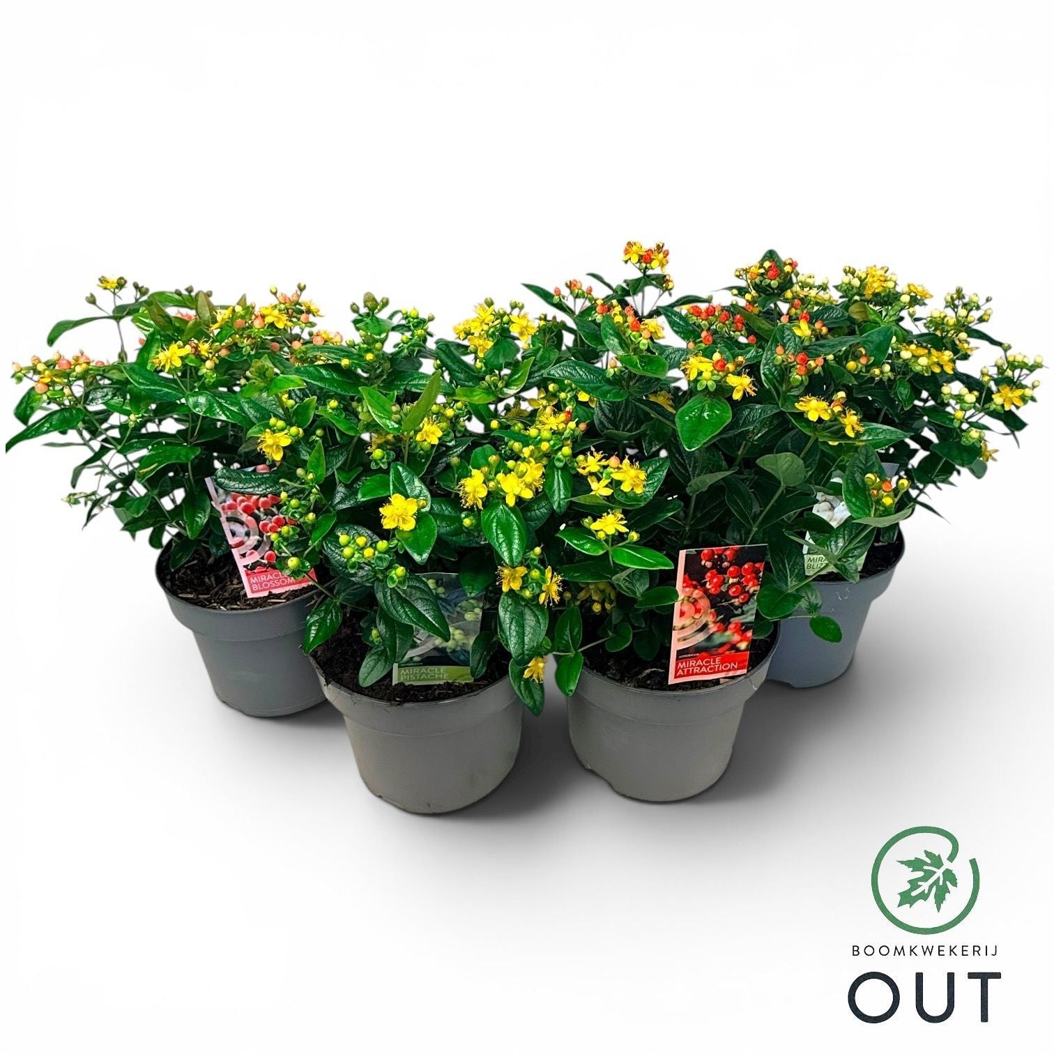 Hypericum Miracle mix 50cm 23cm Pot