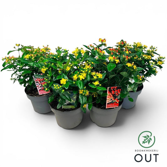 Hypericum Miracle mix 50cm 23cm Pot