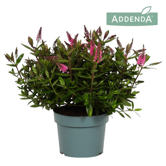 Hebe Addenda Donna Pink 40cm 19cm Pot