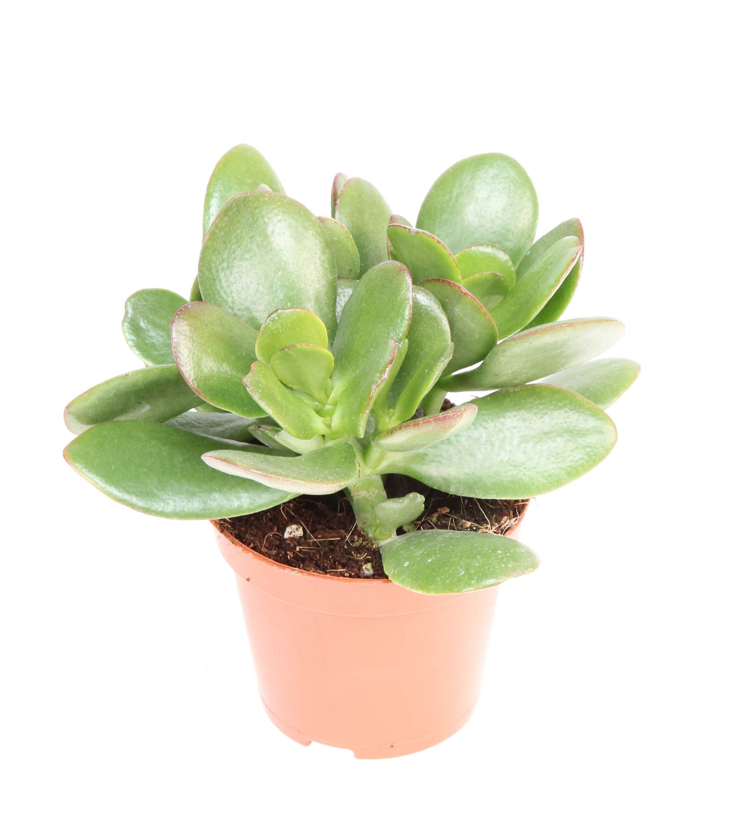Crassula ovata 12cm Special Pot (508)