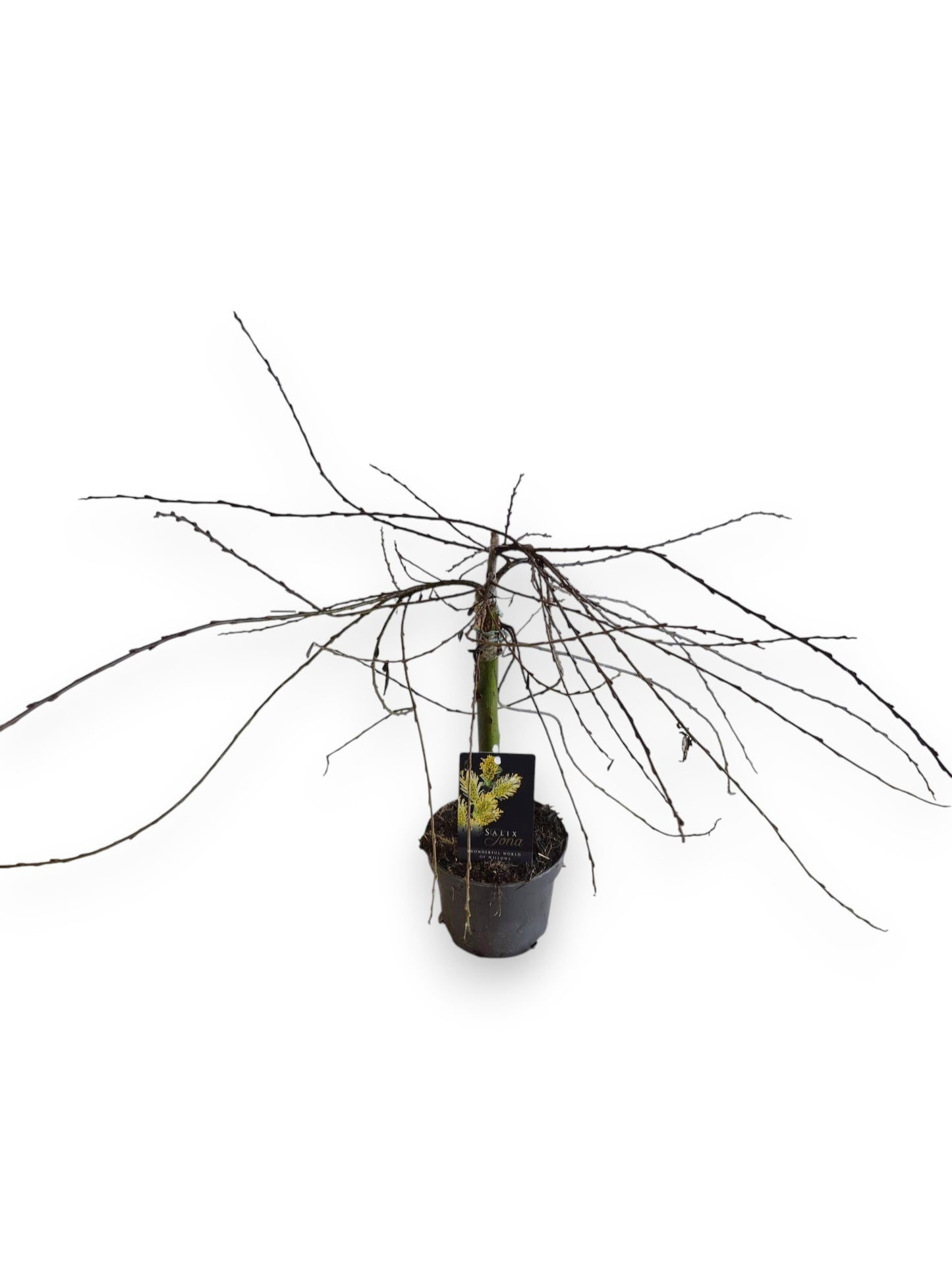Salix repens Iona 35cm 13cm Pot