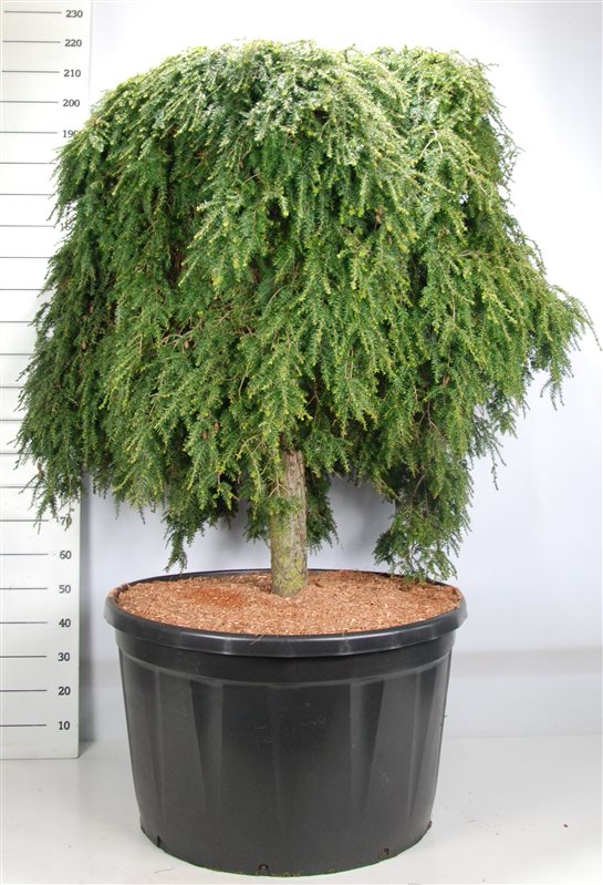 Tsuga canadensis 220cm 91cm Pot
