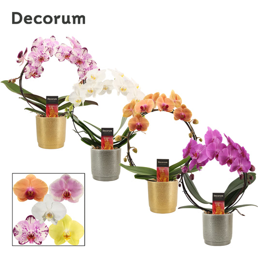 Phalaenopsis mix 45cm 12cm Pot