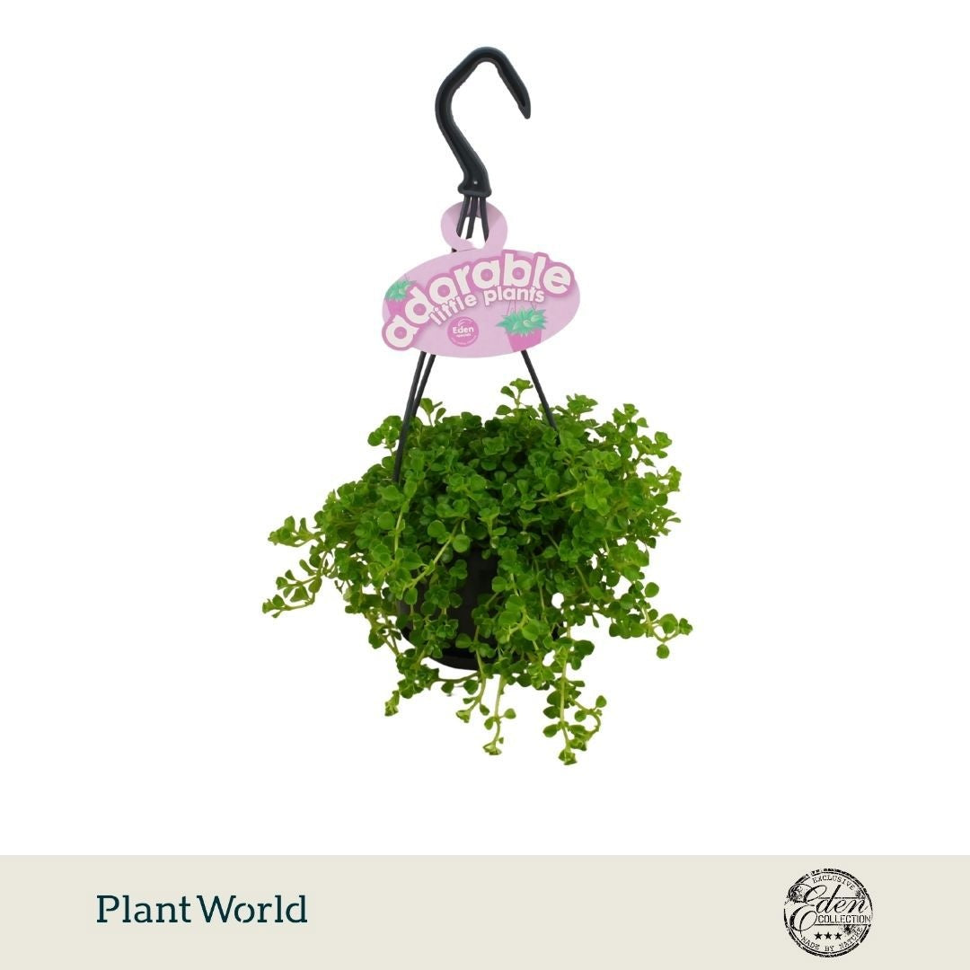 Plantworld Smit Kwekerij Pilea depressa Pack of 5