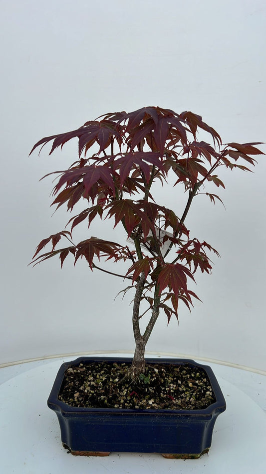 Acer Atropurpureum 50cm 26cm Pot