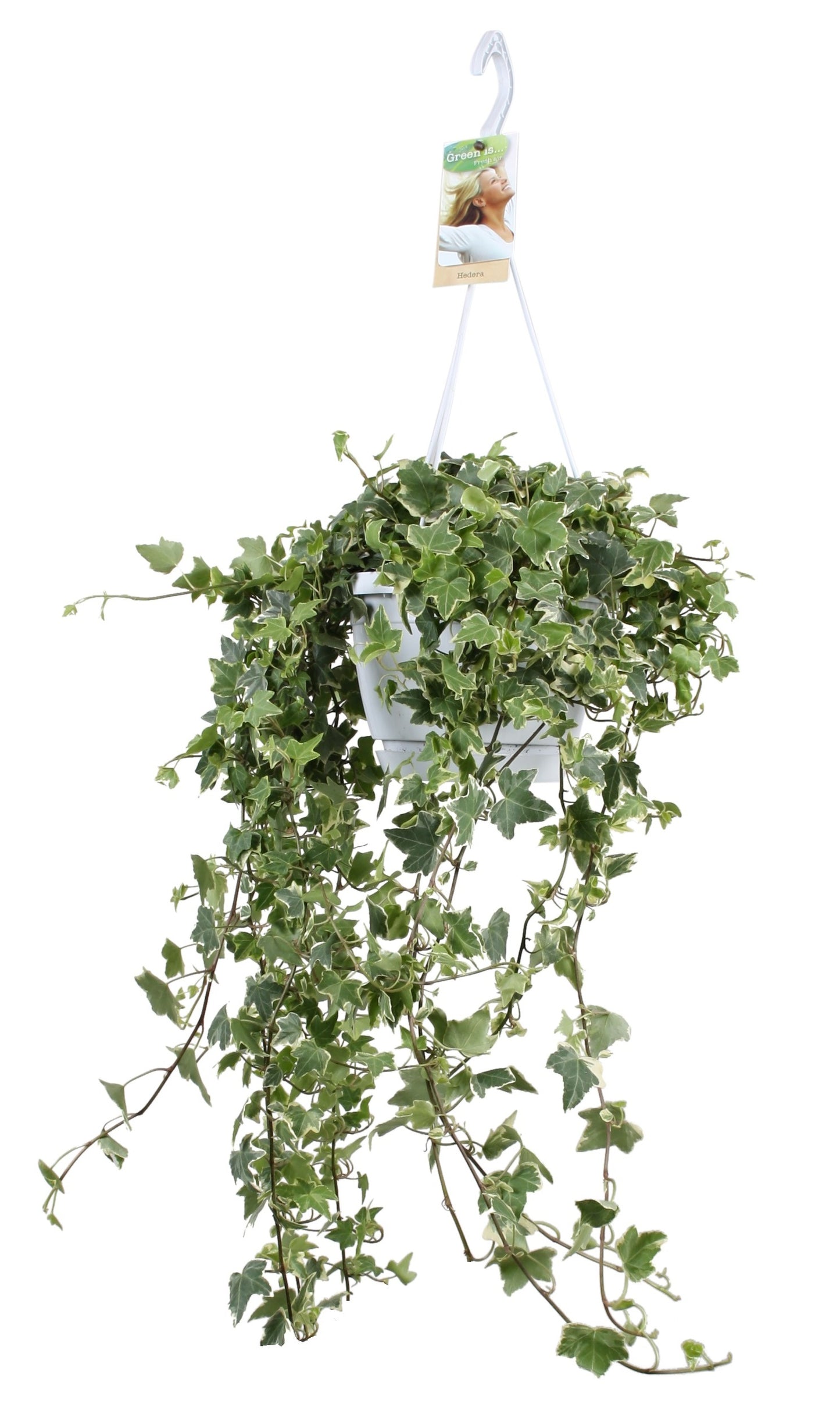 Vireo-Hedera plant BV Hedera helix Eva Pack of 1