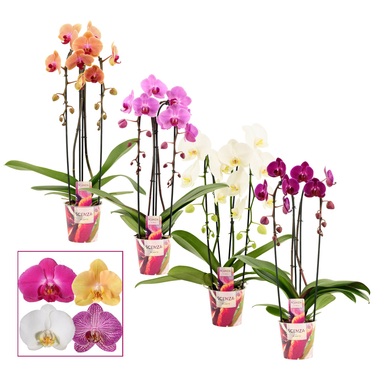 Phalaenopsis mix 55cm 12cm Pot