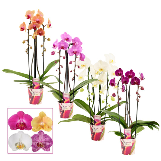 Phalaenopsis mix 55cm 12cm Pot