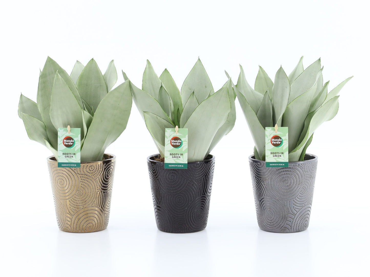Sansevieria Moonshine 35cm 13cm Pot