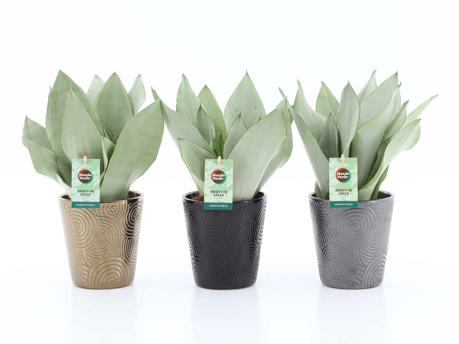 Sansevieria Moonshine 35cm 13cm Pot