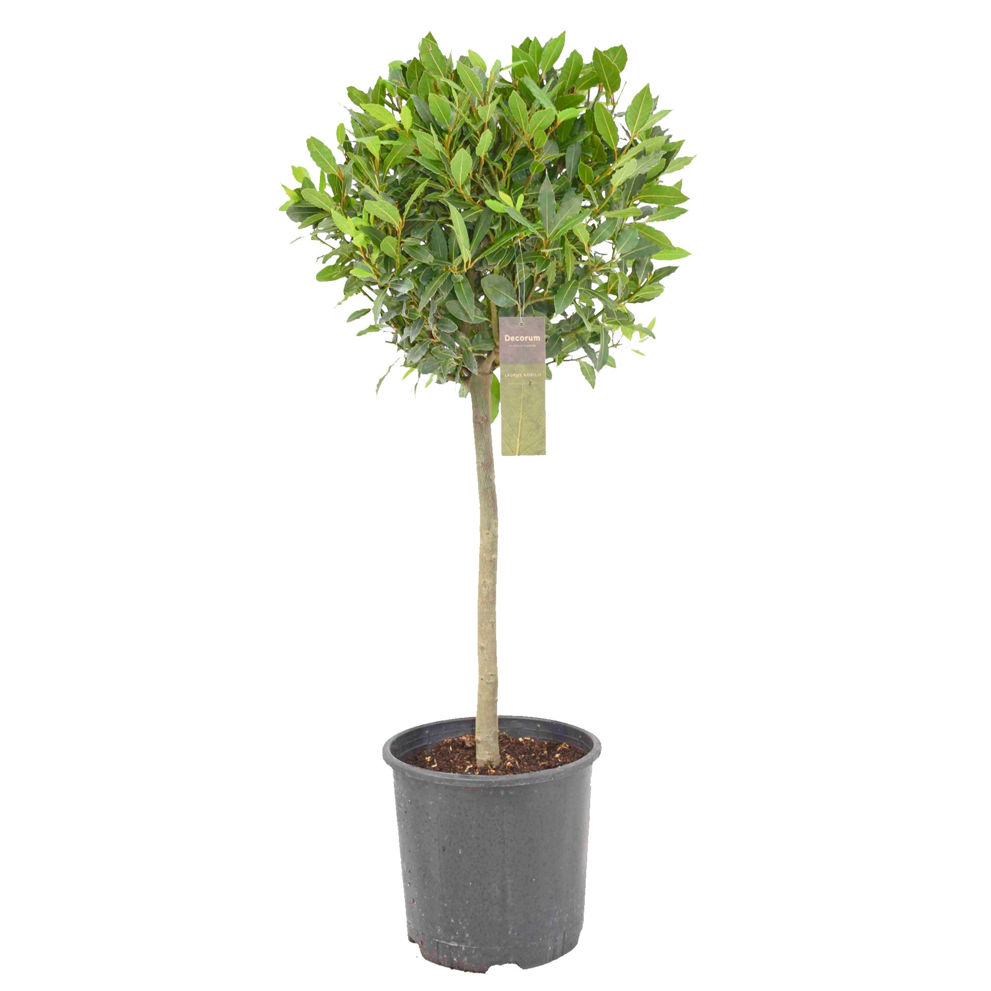 Laurus nobilis 130cm 30cm Pot